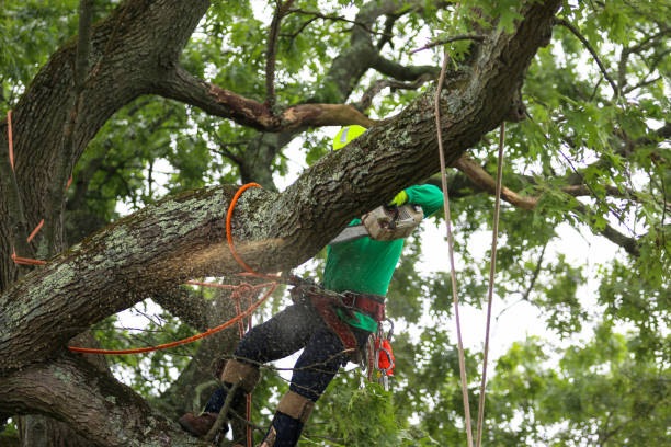 Best Tree Removal Service  in Zephyrhills South, FL