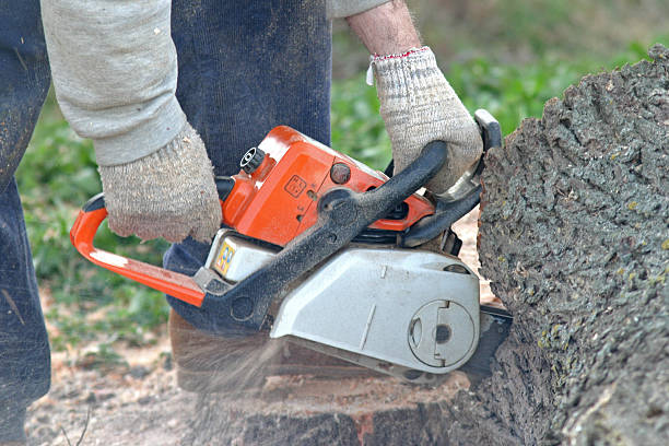 Best Tree Cabling and Bracing  in Zephyrhills South, FL